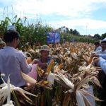 Đô Lương tổ chức hội thảo giống ngô lại đơn NK66